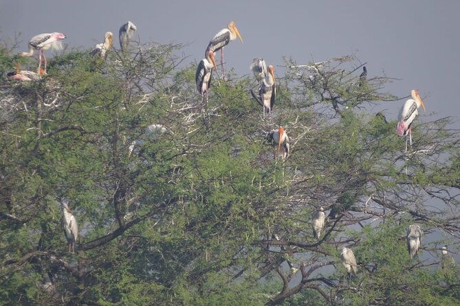 Bird Watching at Nandur Madhyameshwar Wildlife Sanctuary Nashik - Why This Tour Offers Great Value