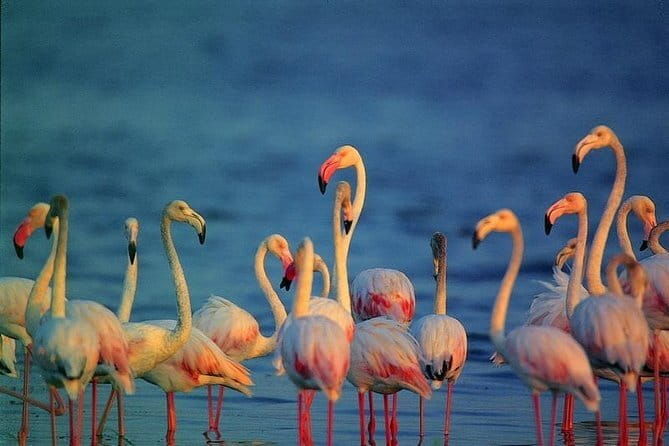 Bird Watching Tour Sri Lanka - 10 Days - An In-Depth Look at the 10-Day Sri Lanka Bird Watching Tour