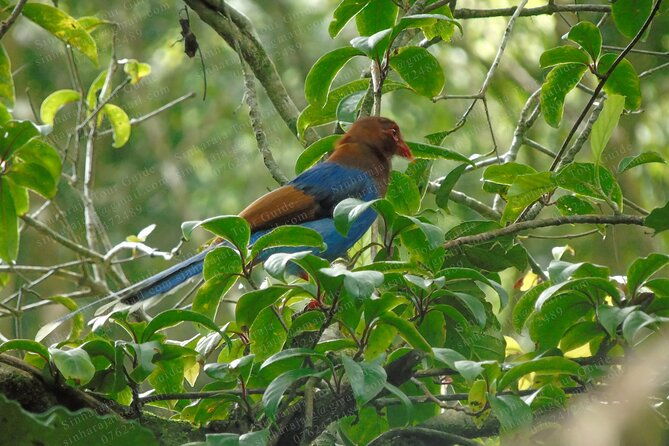 Bird Watching Tours in Sinharaja Rain Forest - FAQ
