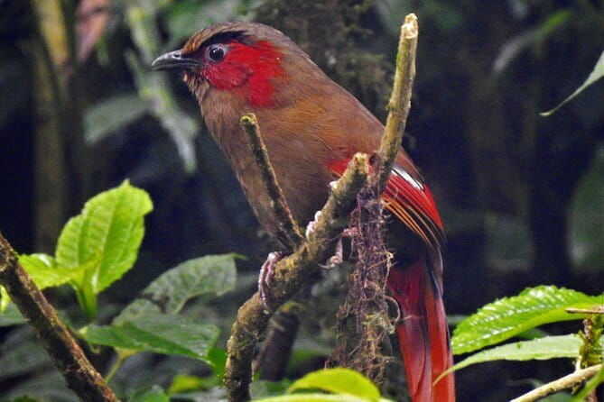 Birding Hike: Day Birdwatching in Kathmandu - What to Expect on the Day