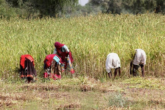Bishnoi Village Safari - Final Thoughts: Is It Worth It?