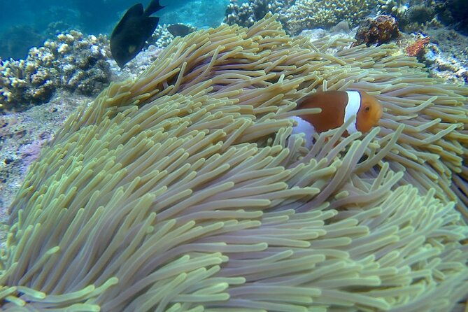 Blue lagoon and tanjung jepun snorkling all inclusive - The Itinerary in Detail