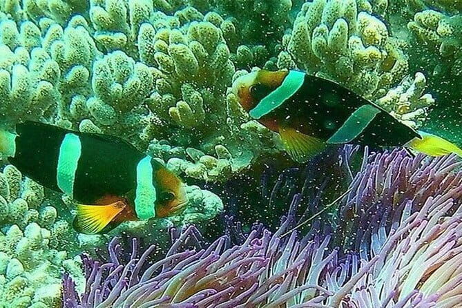 Blue Lagoon Snorkeling with Lunch and Private Transport - Final Thoughts: Who Should Consider This Tour?