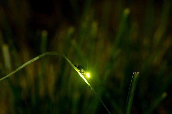 Bohol Firefly Watching (Private) - The Itinerary: What to Expect