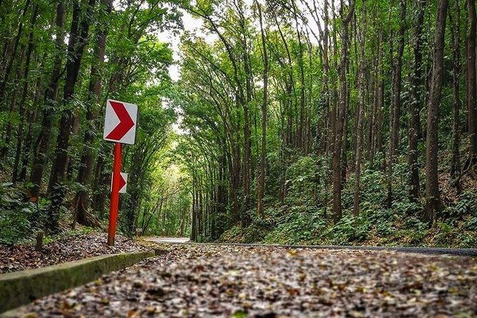 BOHOL Tour 2025 - Chocolate Hills, Tarsier and River Cruise Lunch - Authentic Insights from Reviewers
