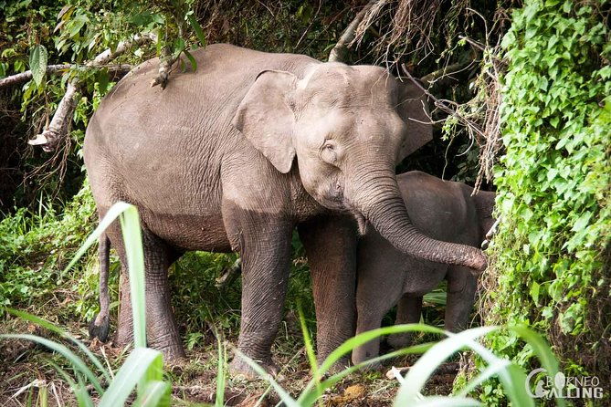 Borneo Kinabatangan River Cruise Day Trip - Pros and Cons Based on Reviews