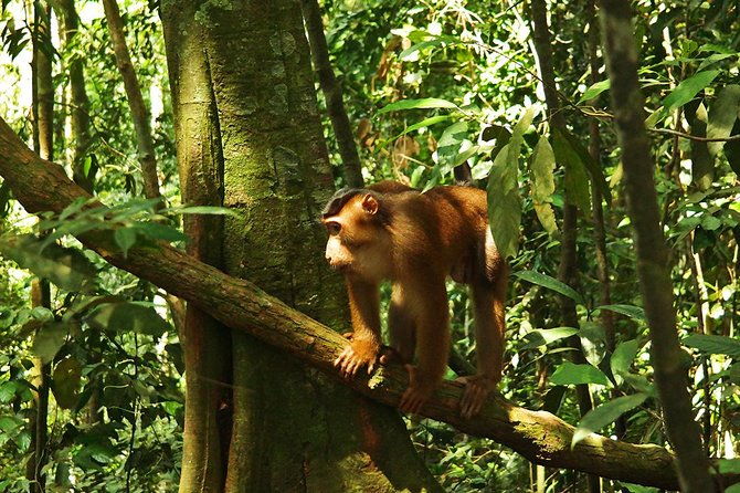 Bukit Lawang Full Day Jungle Trek - What’s Included and What to Pack