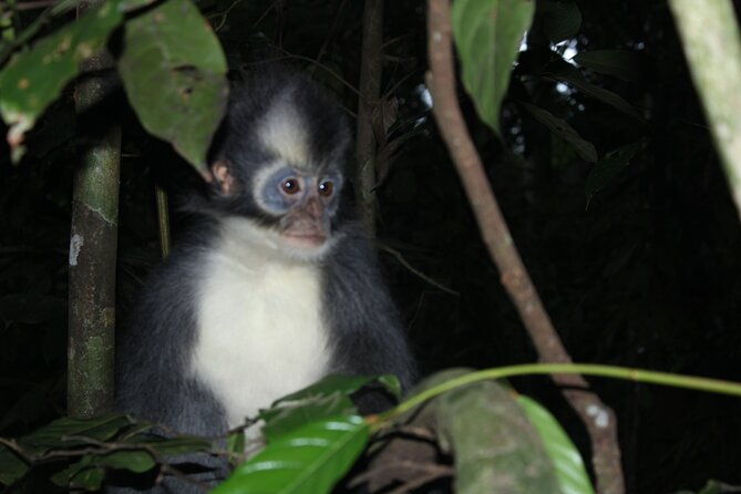 Bukit lawang tour 3days-2 night jungle trekking including rafting - What Makes This Tour Special?