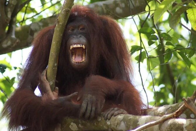 Bukit Merah Orang Utan and Penang City Private Tour - Transportation & Guides