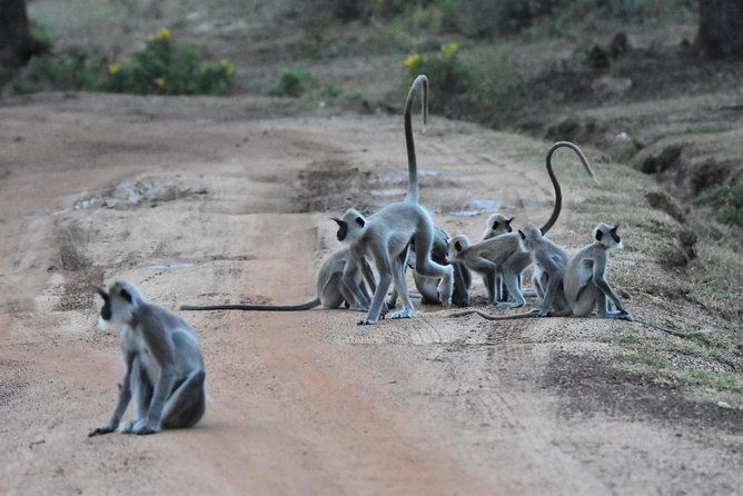 Bundala Birding Paradise - All Inclusive Tour - Who Would Love This Tour?