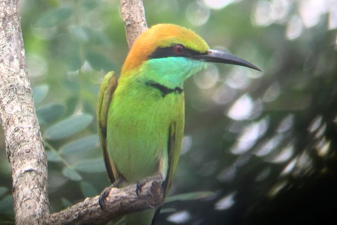 Bundala Birds Safari by Jeeps - Authentic Experiences from Past Travelers