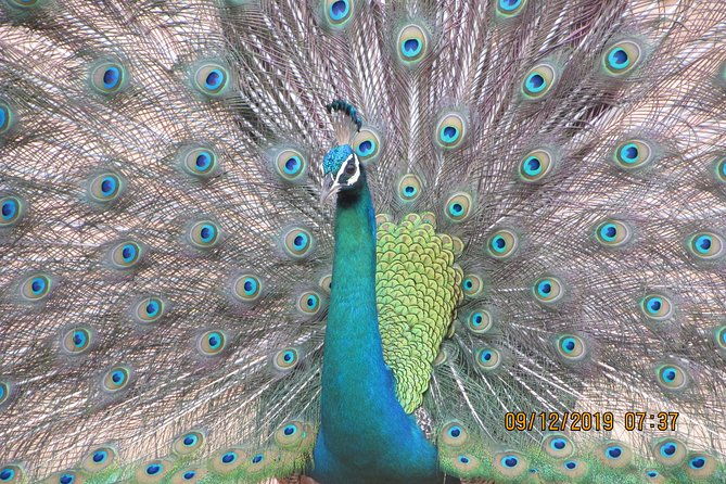 Bundala National Park Safari (PRIVATE TOURS)- Morning & Afternoon - Who Should Consider This Safari?