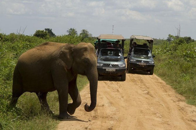 Bundala National Park Safari - Understanding the Value of This Tour