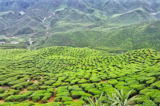 Cameron Highland Full Day Tour from KL City (Private) - The Value of This Tour