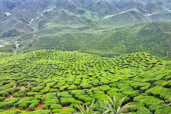 Cameron Highlands Day Tour with Lunch (SIC - Join In Tour) - The Itinerary: What to Expect