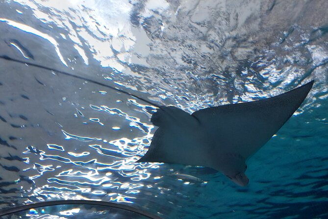 Cebu Ocean Park - Authentic Experiences from Reviews