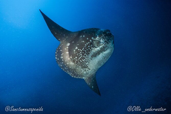Certified Scuba Dive with Manta Rays (Open Water Diver minimum) - The Potential Downsides