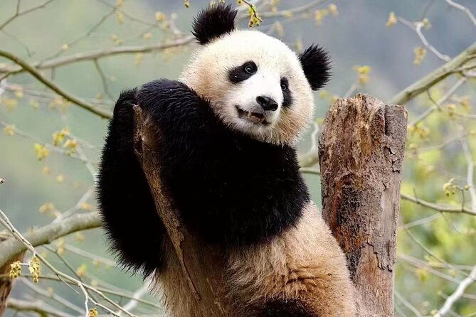 Chengdu Giant Panda Breeding Research Base Ticket - Final Thoughts: Is This Tour Worth It?  