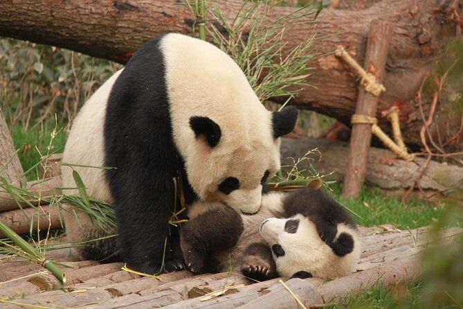 Chengdu Panda Research Base Tickets And Optional Private Tour - What to Expect on Your Panda Tour