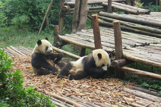 Chengdu Research Base of Giant Panda Breeding Ticket pre-booking - The Itinerary in Detail
