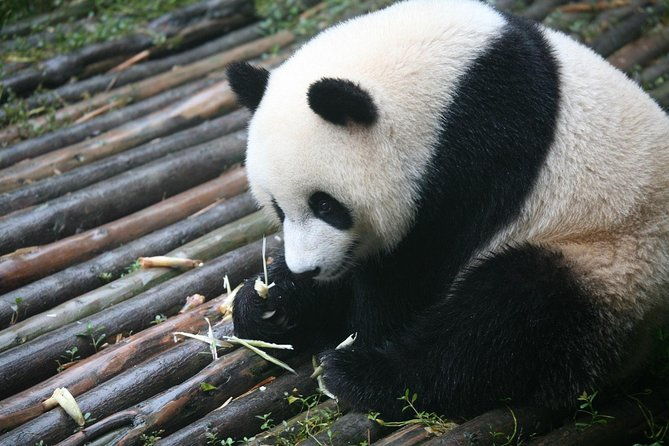 Chengdu Side Trip to Fairy Jiuzhaigou - Who Is This Tour Best For?  
