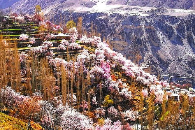 Cherry Blossoms Trip to Northern Areas of Pakistan 2020 (8D 7N) - Authentic Experiences and Practicalities