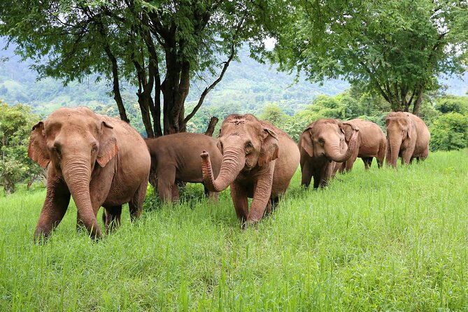 Chiang Mai ATV White Water Rafting and Elephant Sanctuary Full-Day Trip - Practical Details & Tips
