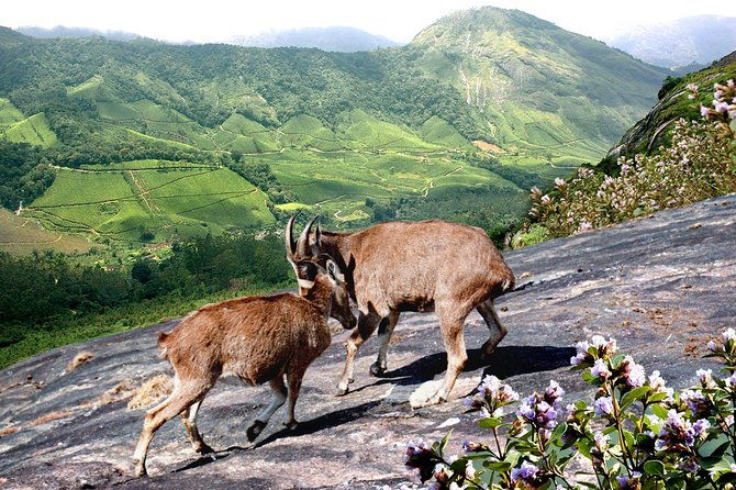 Chinnar Wild-life Visiting Tour (Eravikulam National Park) - Practical Details and Tips
