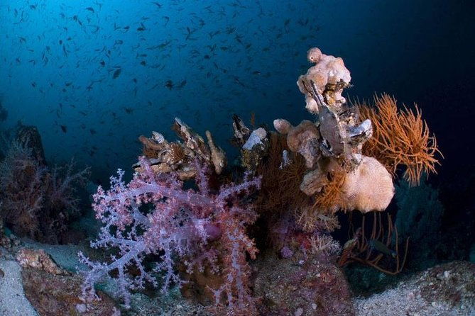 Continue your education with the Advanced Open Water Diver course - 2 days - The Dives and Specialties