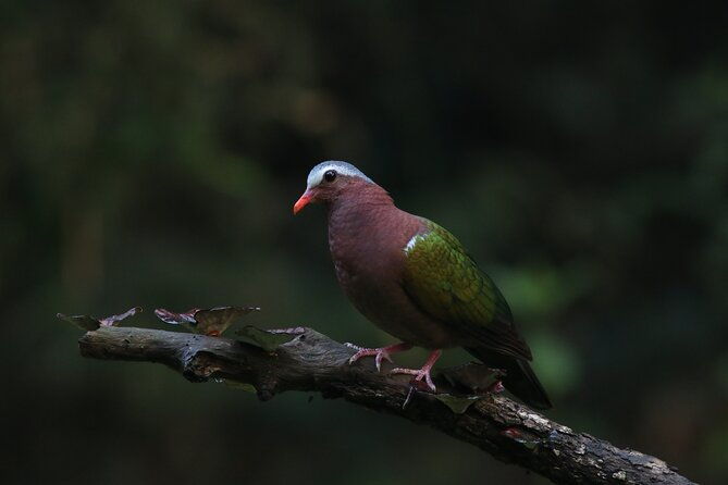 Dandeli Bird Photography Tour - Final Thoughts: Is It Worth It?