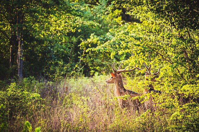 Day Excursion at Udawalawe National Park From Galle - Why This Tour Is a Great Choice