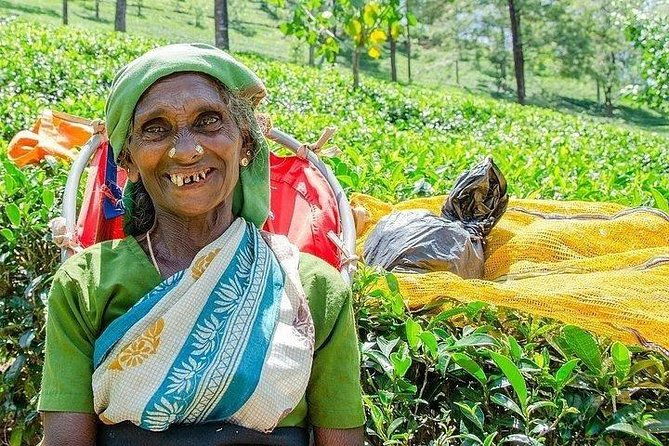Day Tour of Nuwara Eliya - Why This Tour Offers Great Value
