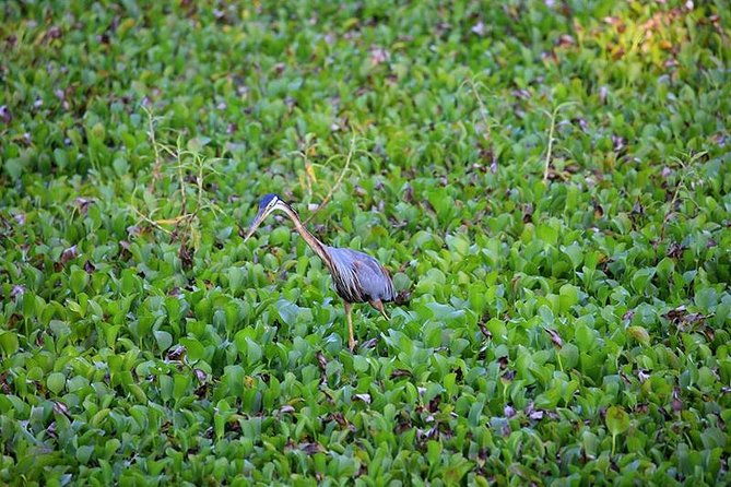 Day Tour to Anawilundawa Wetland Sanctuary - Transportation and Timing