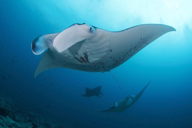 Day Trip Discover Scuba dive in Nusa Penida 2 dives (From Sanur - South Bali) - What to Expect from This Tour