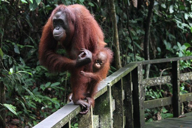 Day Trip Sepilok Orang Utan & Labuk Bay Proboscis Monkey - The Itinerary Breakdown: What Youll Actually Do