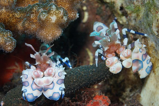 Day Trip Snorkeling in Tulamben - Explore Liberty Wreck (pick up in South Bali) - The Marine Life and Reef Experience