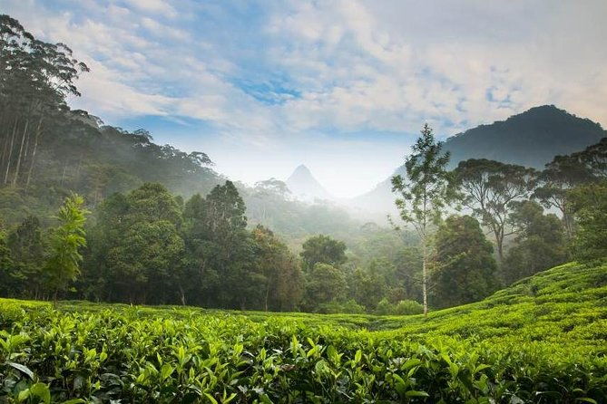 Day Trip to Nuwara Eliya with Kingfisher Tours - The Value of the Experience