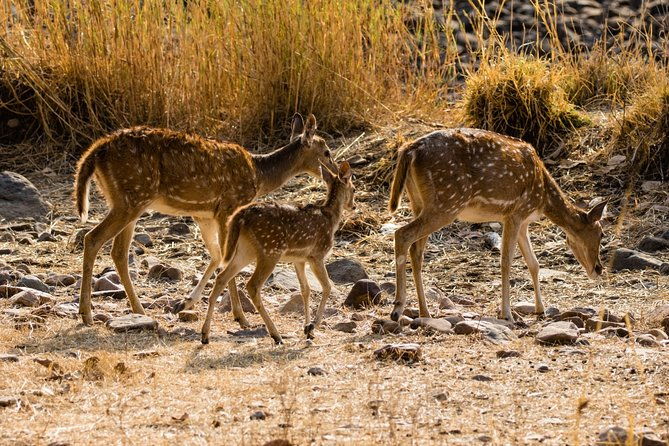 Day Trip to Ranthambore Tiger Safari from Jaipur - Practical Tips and Considerations