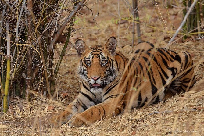 Delhi Zoo White Tigers & lions with Old Fort Visit - Final Thoughts