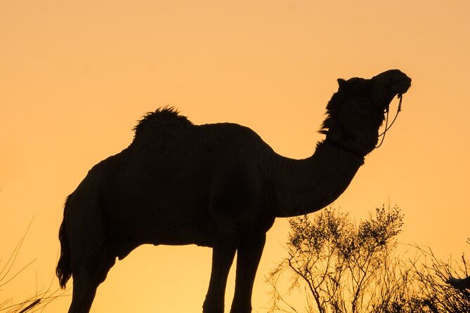 Deluxe Desert Experience & Cultural Night - What Makes This Tour Stand Out