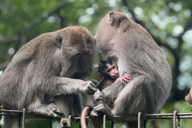Discover Bali Best Tours: Tanah Lot, Monkey Forest, and Waterfall - What Makes This Tour Stand Out?
