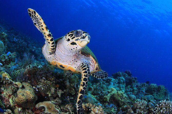 Discover Scuba Diving - What Makes This Experience Unique?