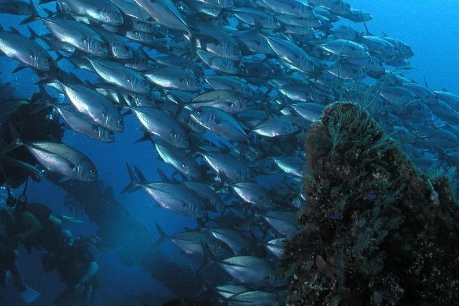 Dive at Tulamben Bali USS Liberty Ship Wreck - The Experience: Authentic Marine Encounters and Historic Charm