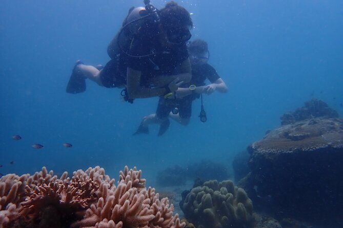 Dive Trip Experience in Koh Tao - Who Should Consider This Experience?