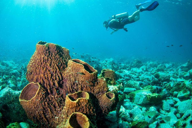 Diving at Koh Chang, daytrip with 2 dives - Who Should Consider This Tour?
