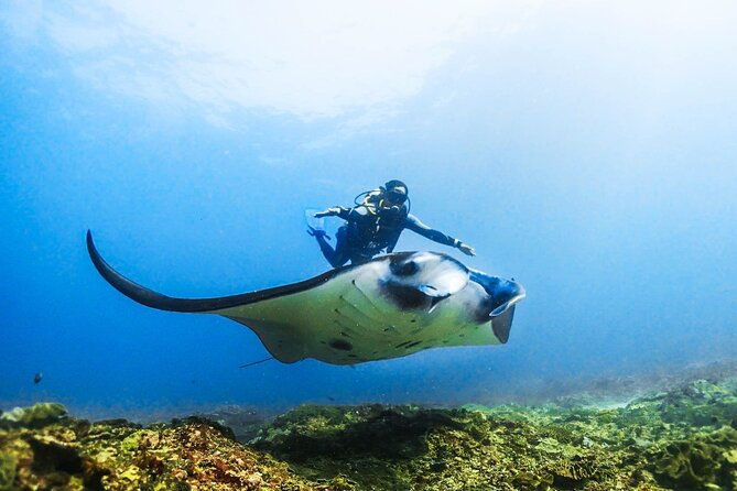 Diving in Nusa Penida - What’s Included & What’s Not