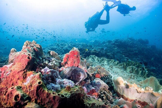 Diving with Manta Ray at Nusa Penida - Analyzing the Value