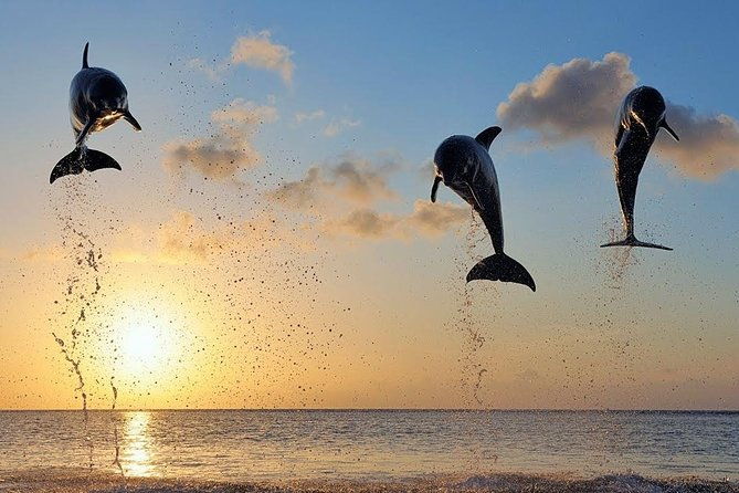 Dolphin Tour and Sunrise Watching in Lovina Beach - All Inclusive - Wanagiri Hidden Hills: The Photo Stop