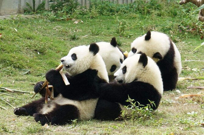 Dujiangyan/Wolong Panda Sanctuary day tour option panda keeper - Who Will Love This Tour?