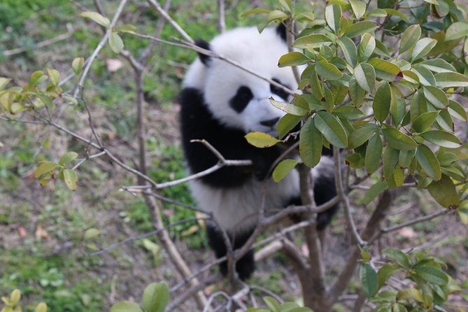 Dujingyan Panda Sanctuary Half day tour option panda volunteer - Authentic Insights from Travelers  